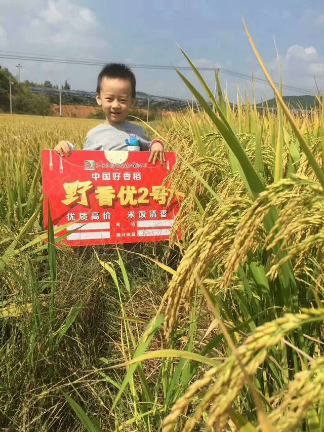 2019年该种什么品种的水稻？这个既优质又香的系列品种值得青睐！