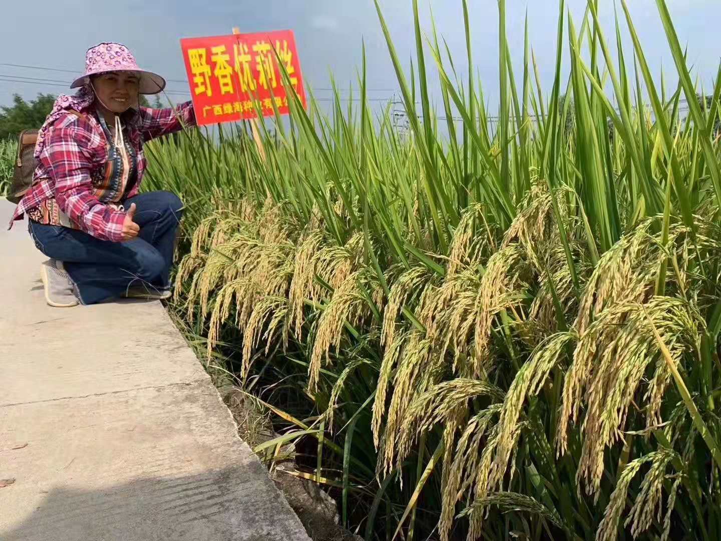 国家金奖品种野香优莉丝代表湖南南洲虾稻品牌米荣获巴拿马万国博览会