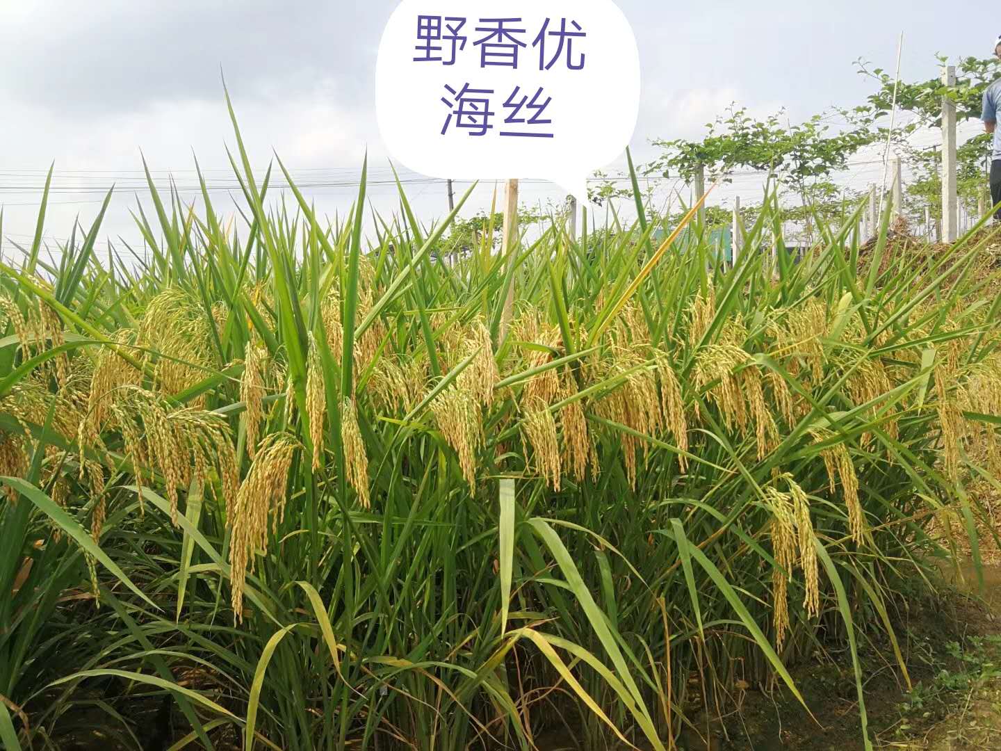 野香优海丝