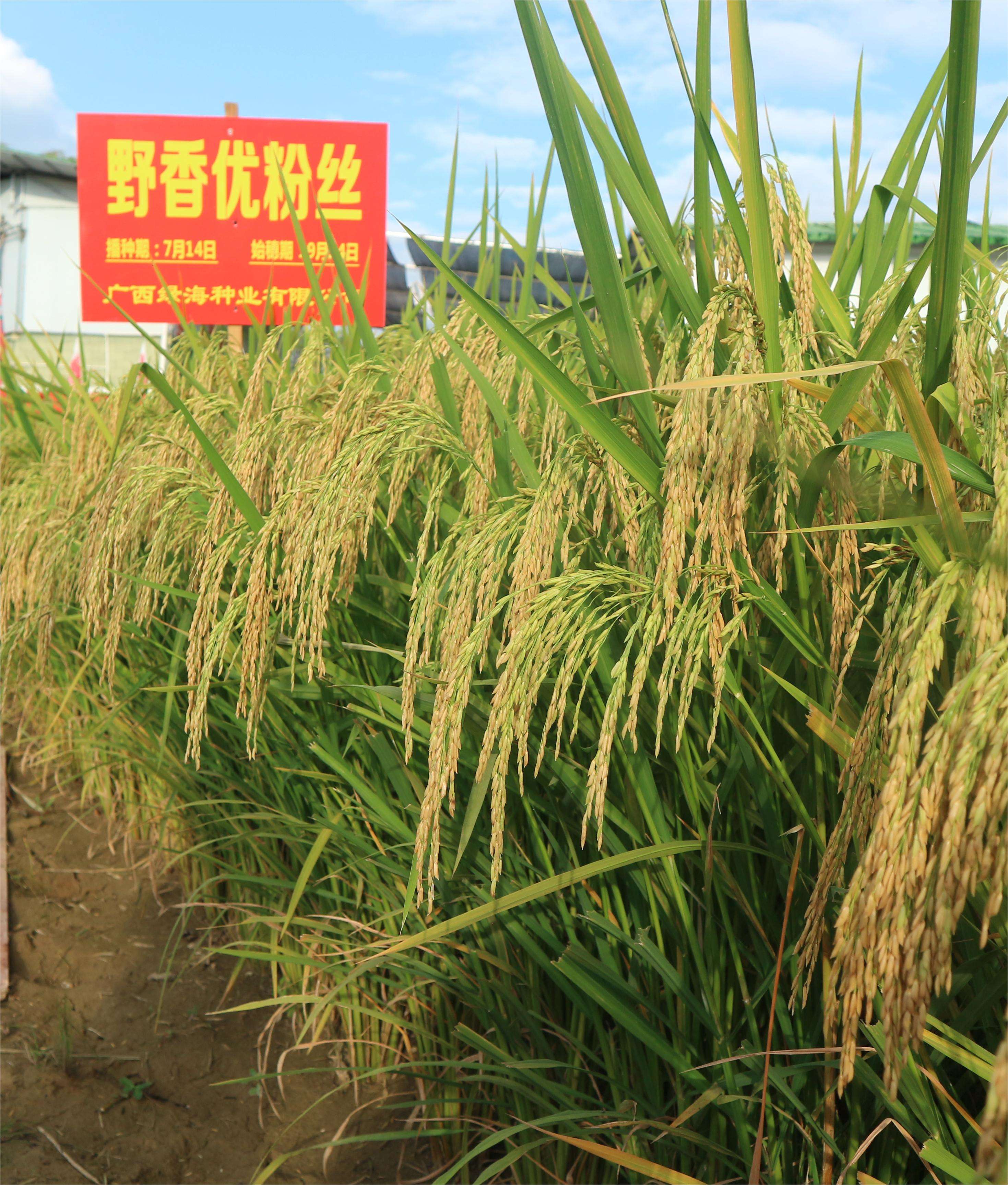 野香优粉丝